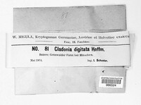 Cladonia digitata image